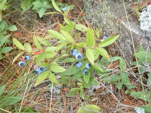 Lowbush Blueberry reference
