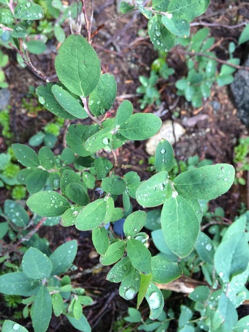 Cascade Blueberry reference