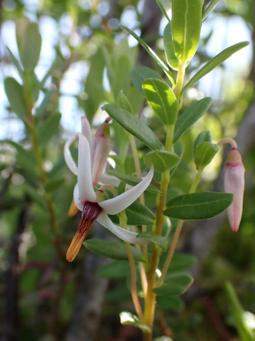 American Cranberry reference