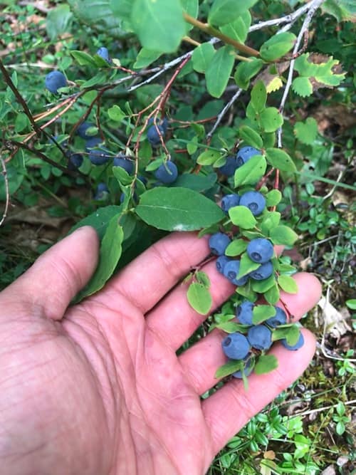 Oval-Leaf Blueberry reference