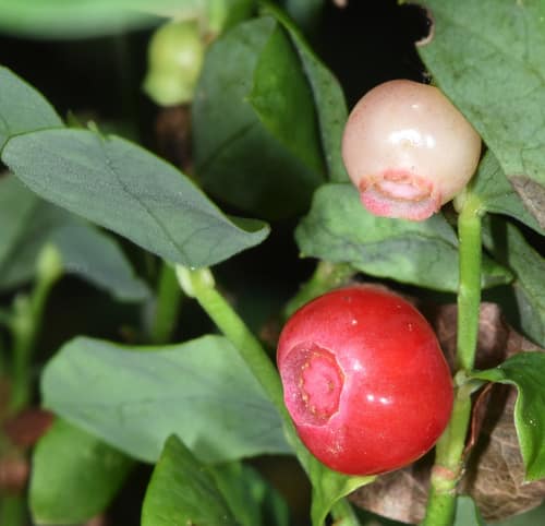 Red Huckleberry reference