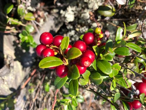 Lingonberry reference