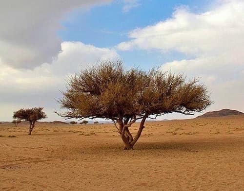 Umbrella Thorn reference