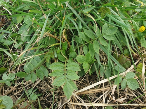 Garden Valerian reference