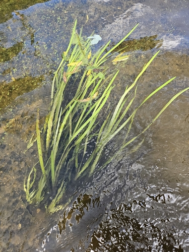 American Eelgrass reference