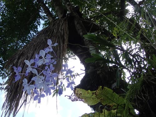 Blue Vanda reference