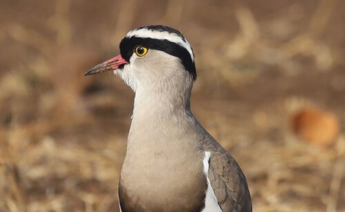 Crowned Lapwing reference