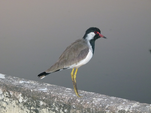 Red-wattled Lapwing reference