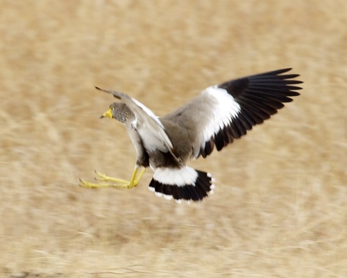 African Wattled Lapwing reference