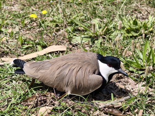 Spur-winged Lapwing reference