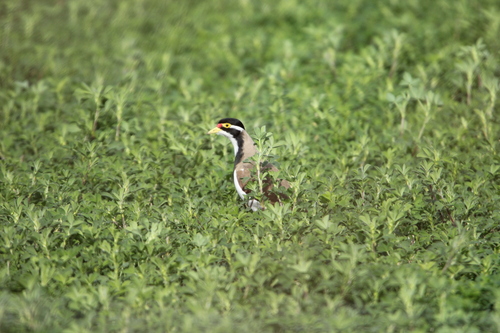 Banded Lapwing reference