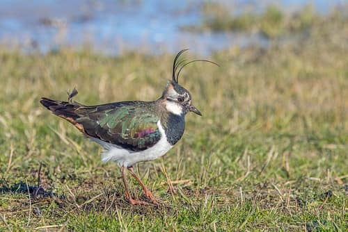 Northern Lapwing reference