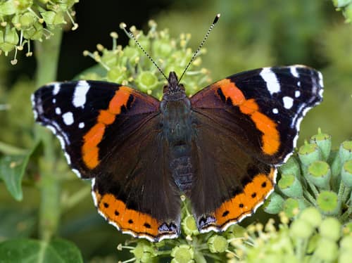 Red Admiral reference