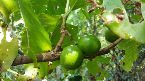 Spanish Tamarind reference