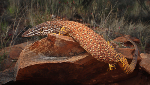 Ridge-Tailed Monitor reference