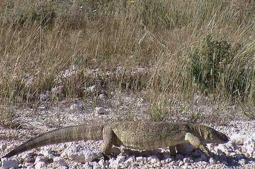 White-throated Monitor reference