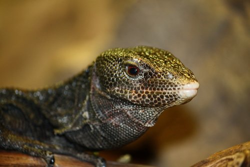 Black Tree Monitor reference