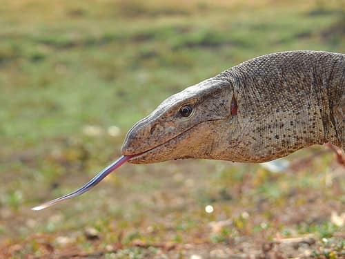 Bengal Monitor reference