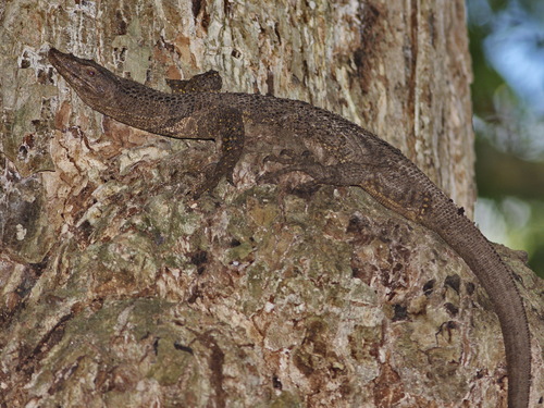 Dumeril's Monitor reference