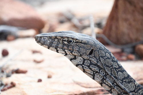 Perentie reference