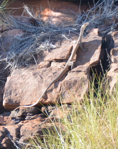 Black-Palmed Rock Monitor reference