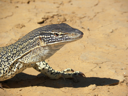 Sand Goanna reference