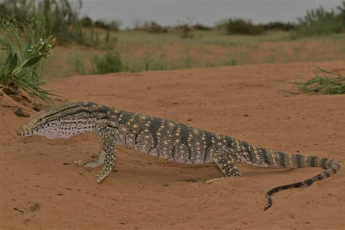 Desert Monitor reference