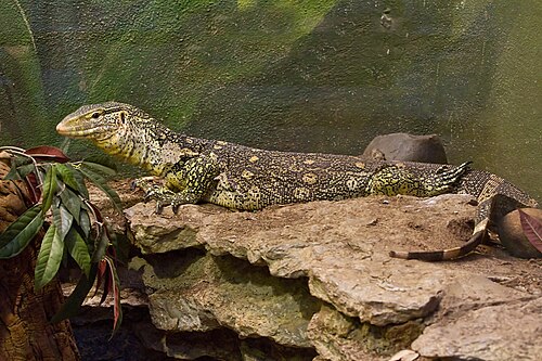 Ornate Monitor reference