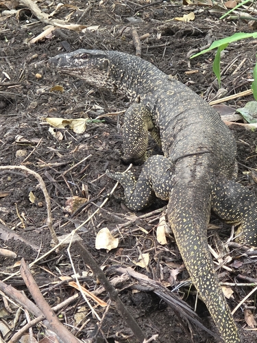 Palawan Monitor Lizard reference