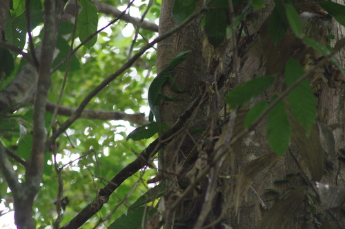 Emerald Tree Monitor reference
