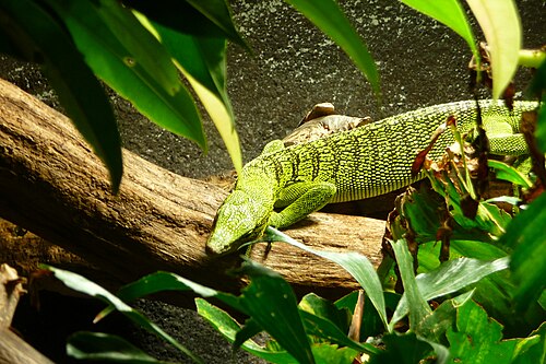Reisinger's Tree Monitor reference