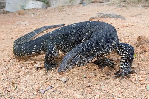 Asian Water Monitor reference