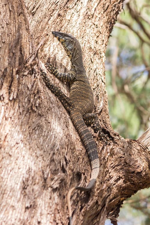 Lace Monitor reference