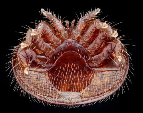 Varroa Mite reference