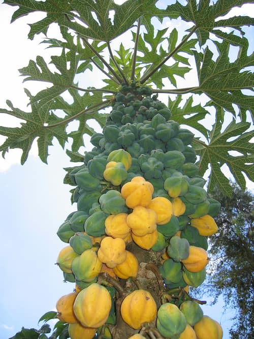 Mountain Papaya reference