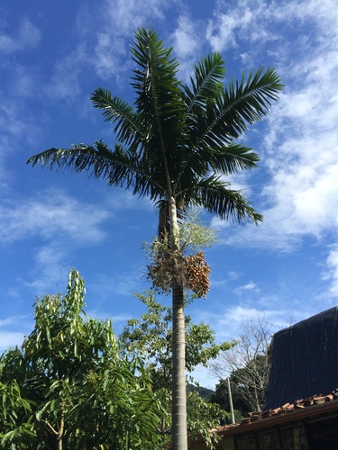 Montgomery Palm reference