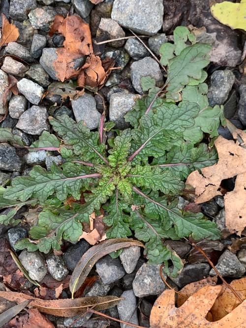 Moth Mullein reference