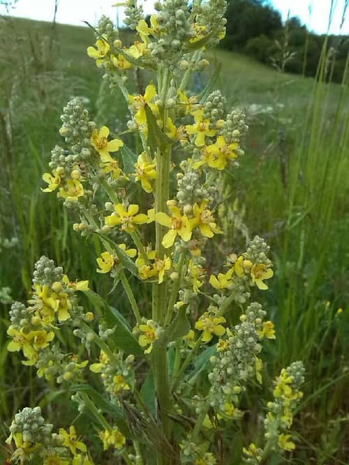 White Mullein reference