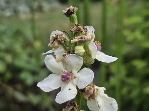 Dark Mullein reference