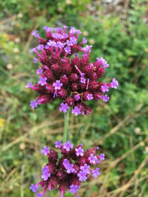 Purple Top Verbena reference