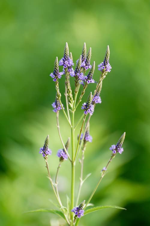 Blue Vervain reference