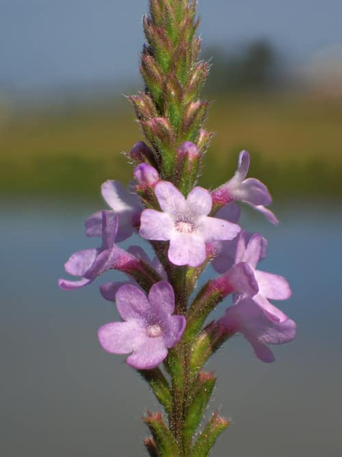 Common Vervain reference
