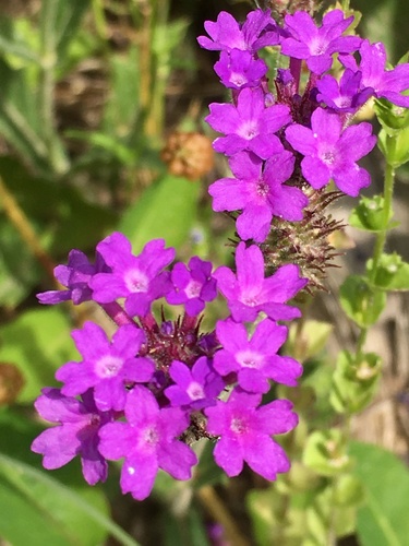 Slender Verbena reference