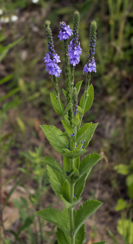 Hoary Vervain reference