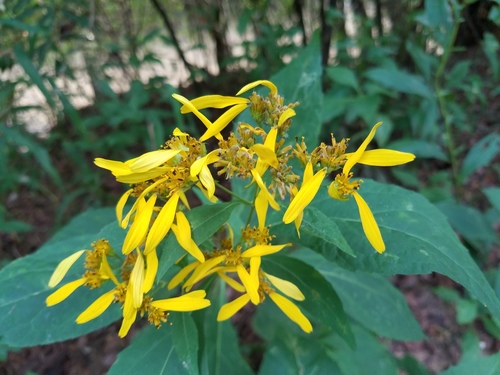 Yellow Crownbeard reference