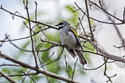Golden-winged Warbler reference