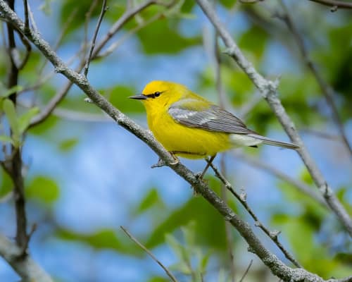 Blue-winged Warbler reference