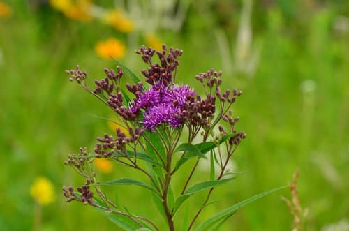 Prairie Ironweed reference