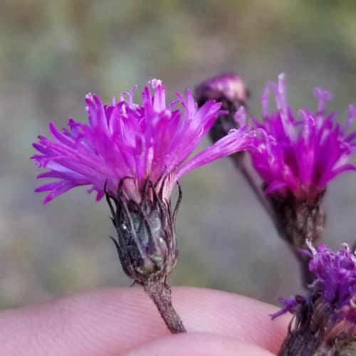 New York Ironweed reference