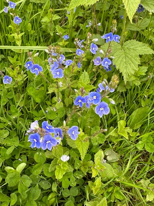 Germander Speedwell reference